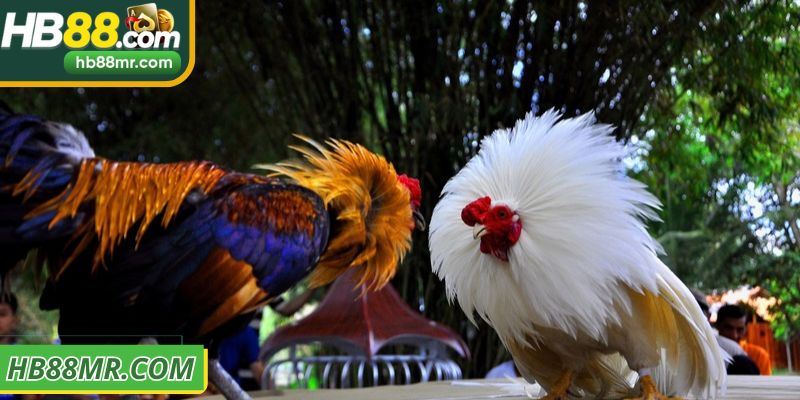 Tổng hợp hình thức đá gà HB88