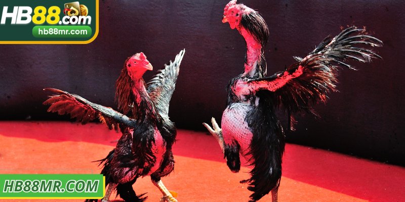 Đánh giá tốc độ sức bền kỹ năng chiến kê chi tiết